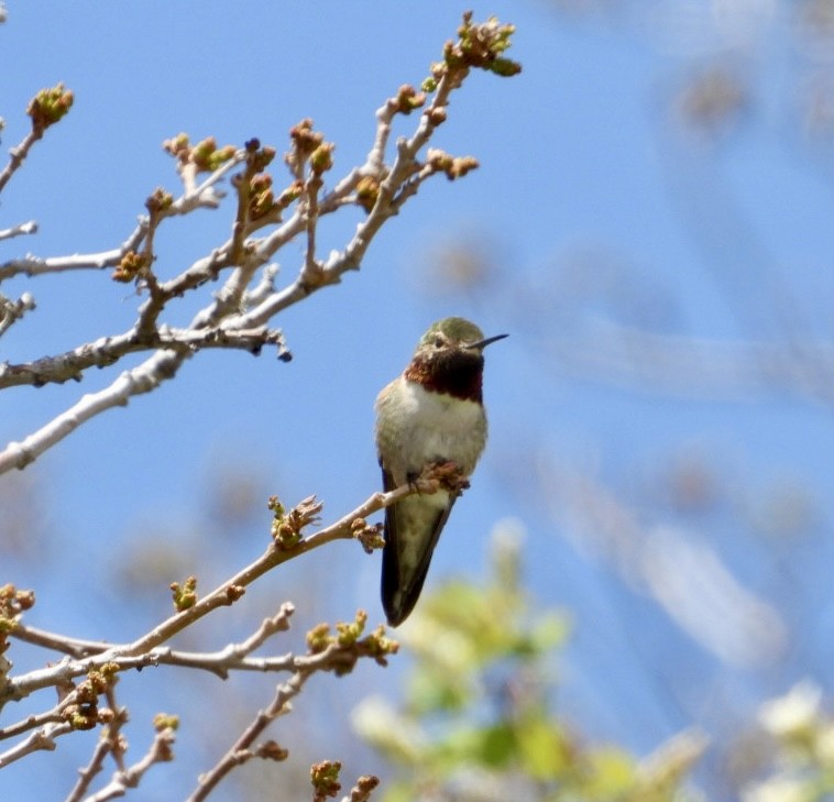 Broad-tailed Hummingbird - ML619645592