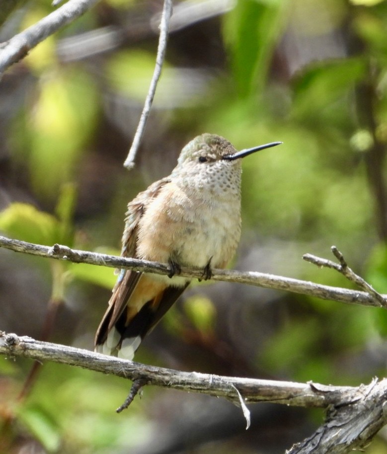 Broad-tailed Hummingbird - ML619645593