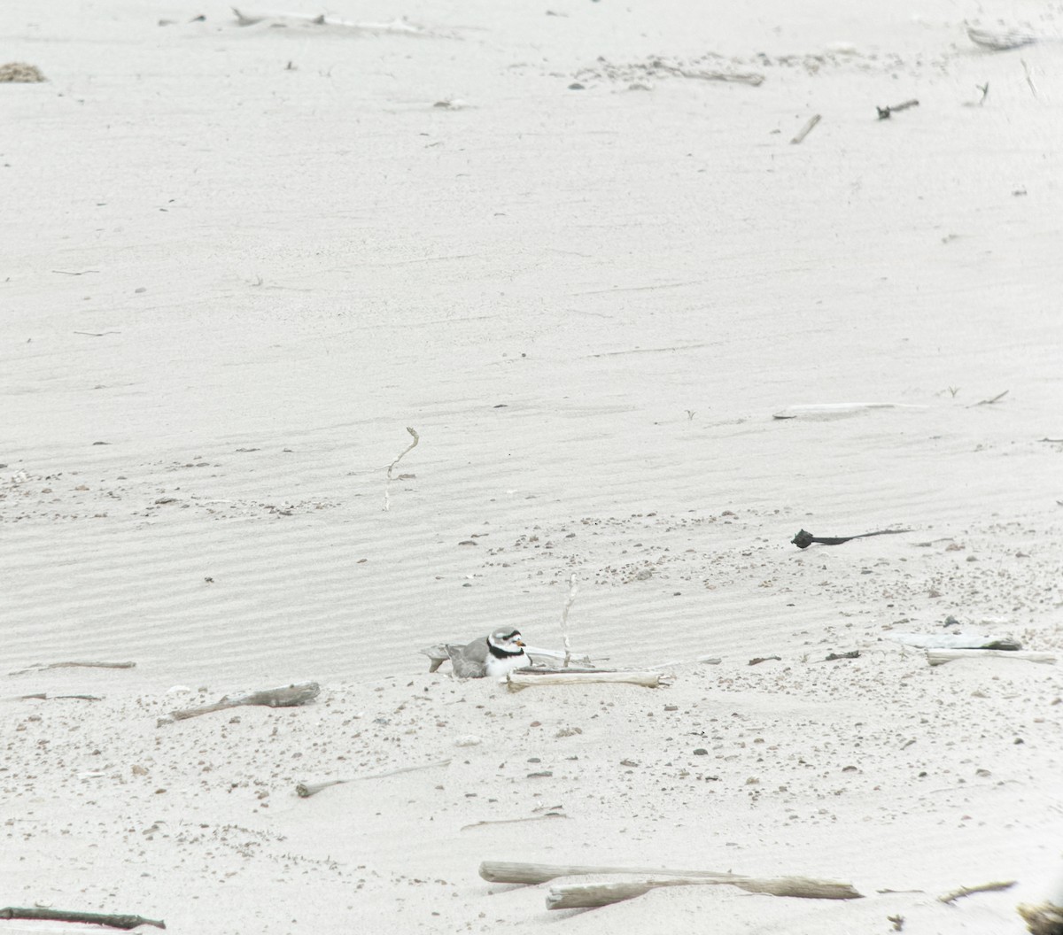 Piping Plover - ML619645677