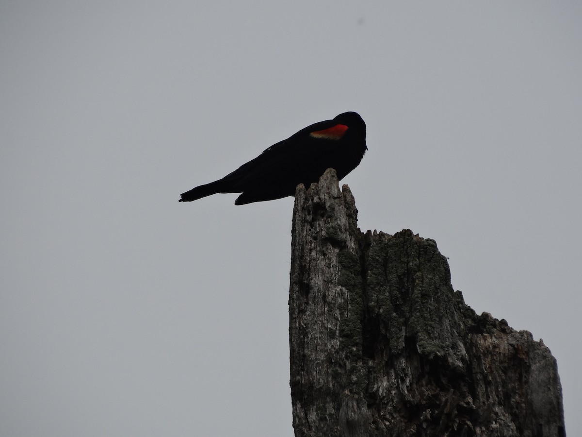 Red-winged Blackbird - ML619645681