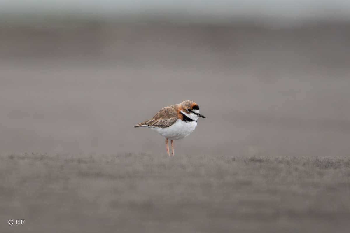 Collared Plover - ML619645692