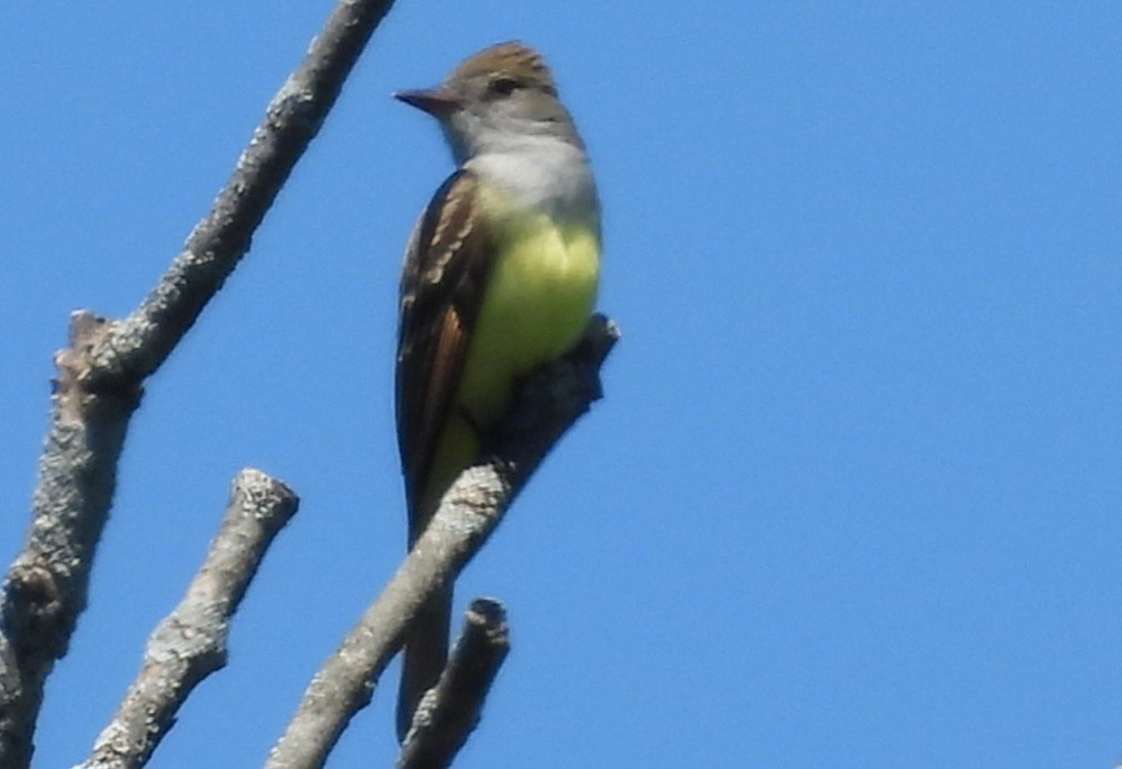 Great Crested Flycatcher - ML619645765