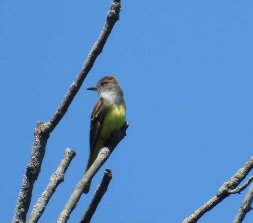 Great Crested Flycatcher - ML619645766