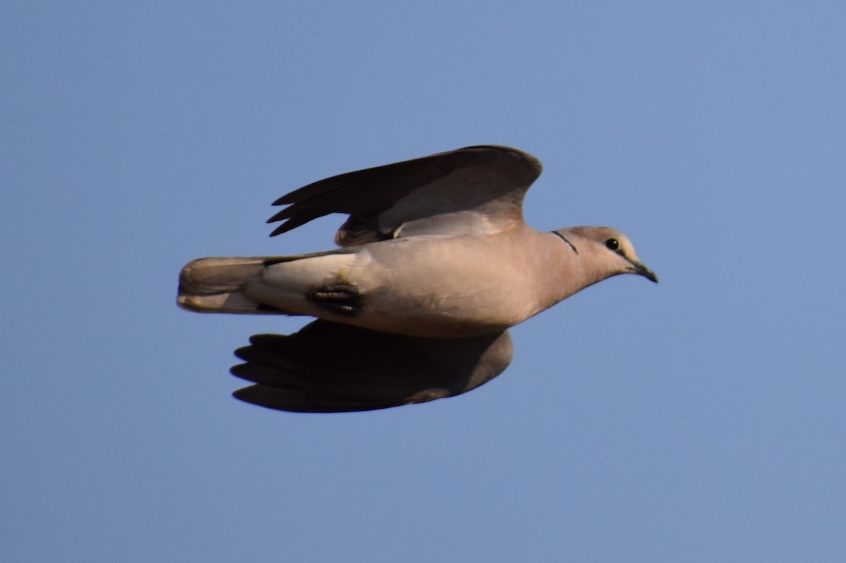 Ring-necked Dove - ML619645806