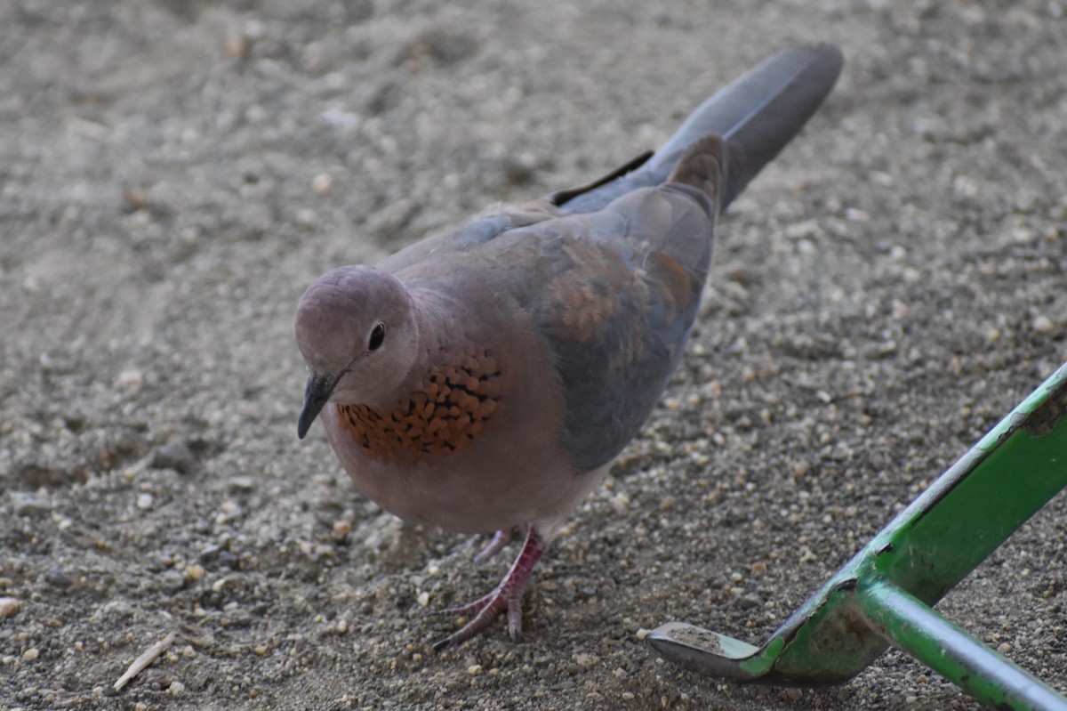 Laughing Dove - ML619645834