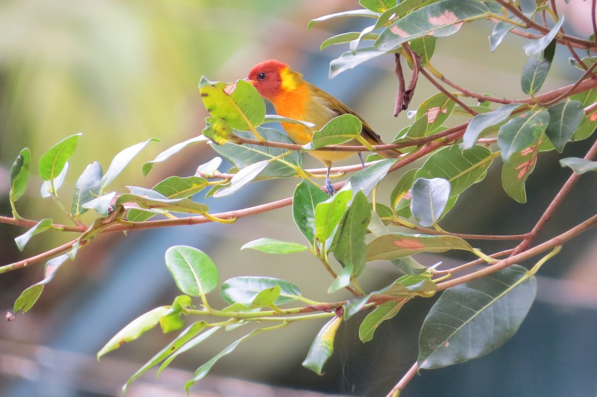 Rufous-headed Tanager - ML619645840