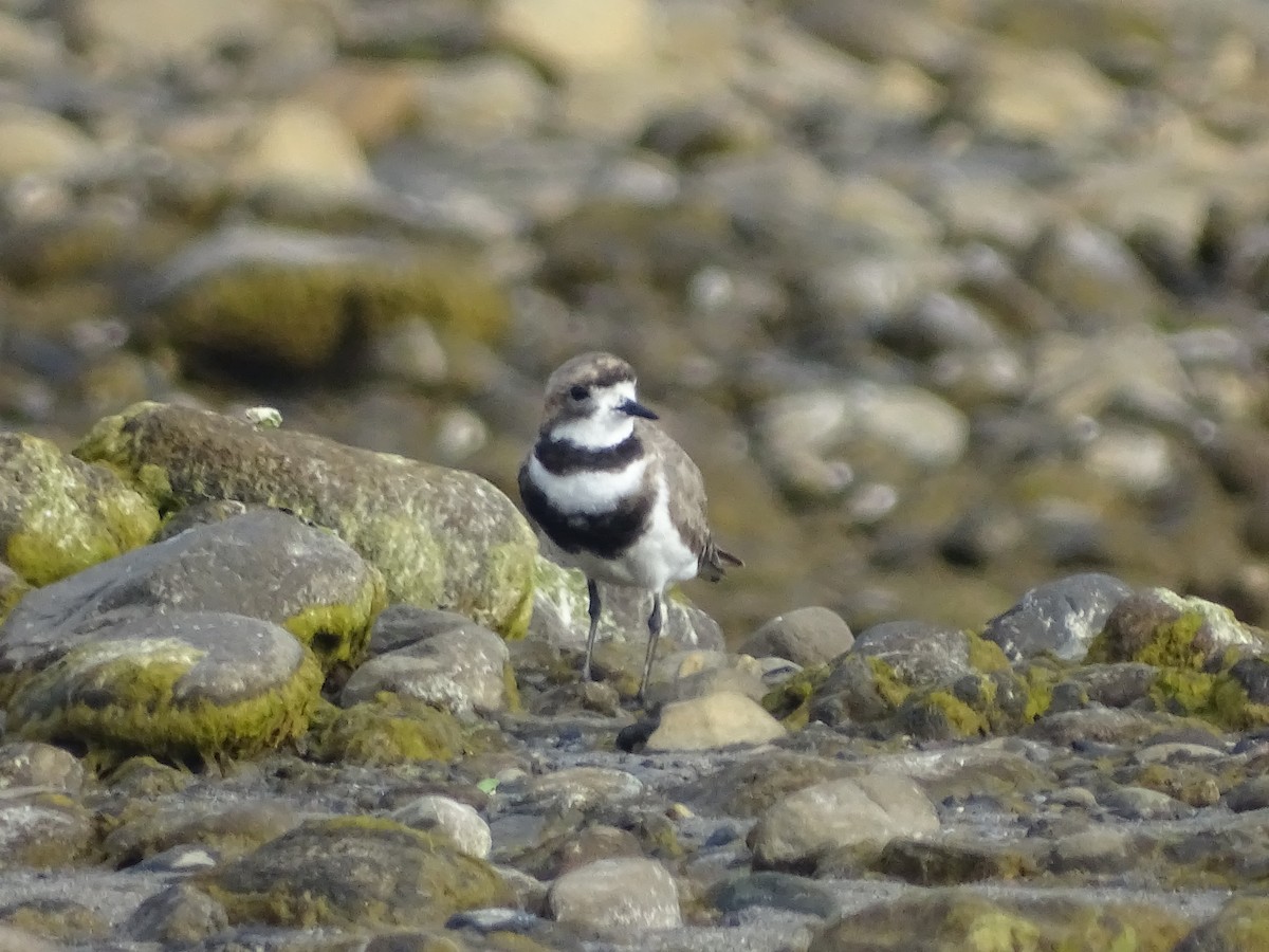 Two-banded Plover - ML619645848