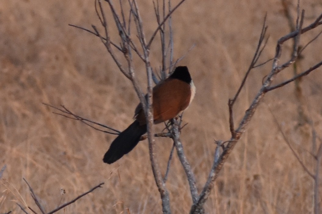 White-browed Coucal - ML619645943