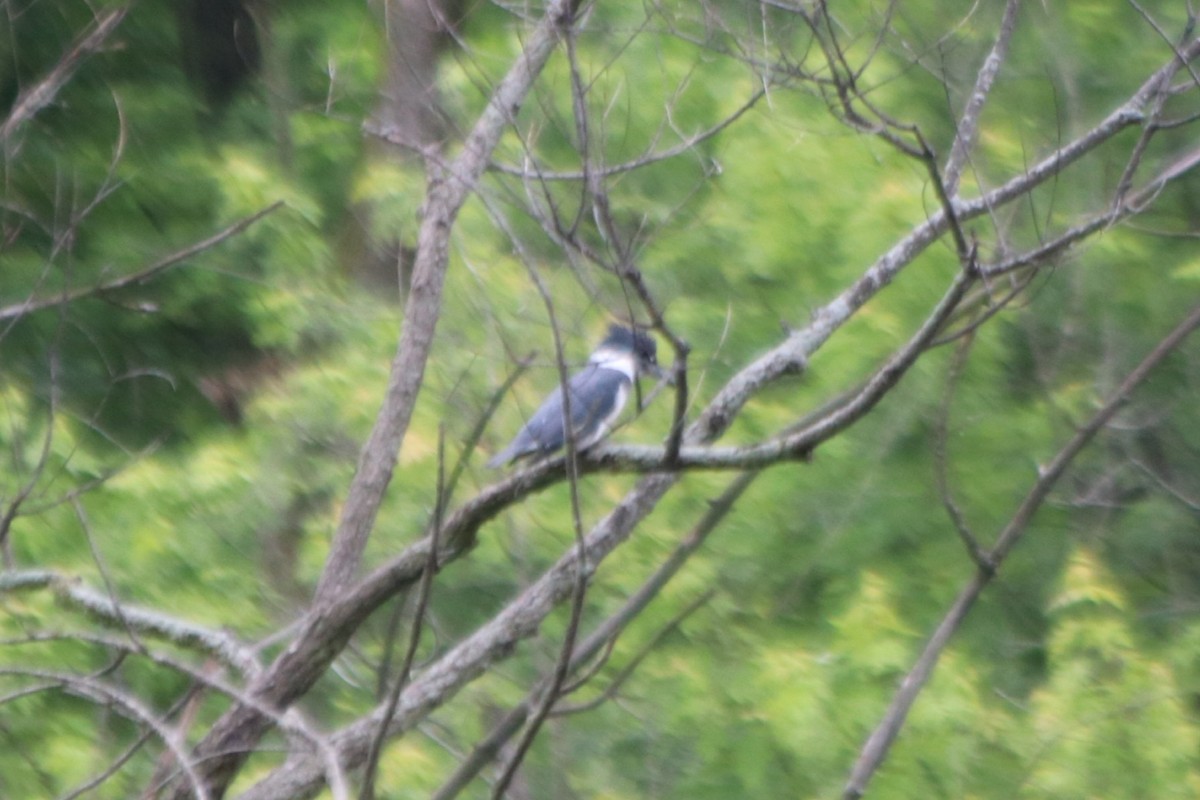 Belted Kingfisher - ML619645949