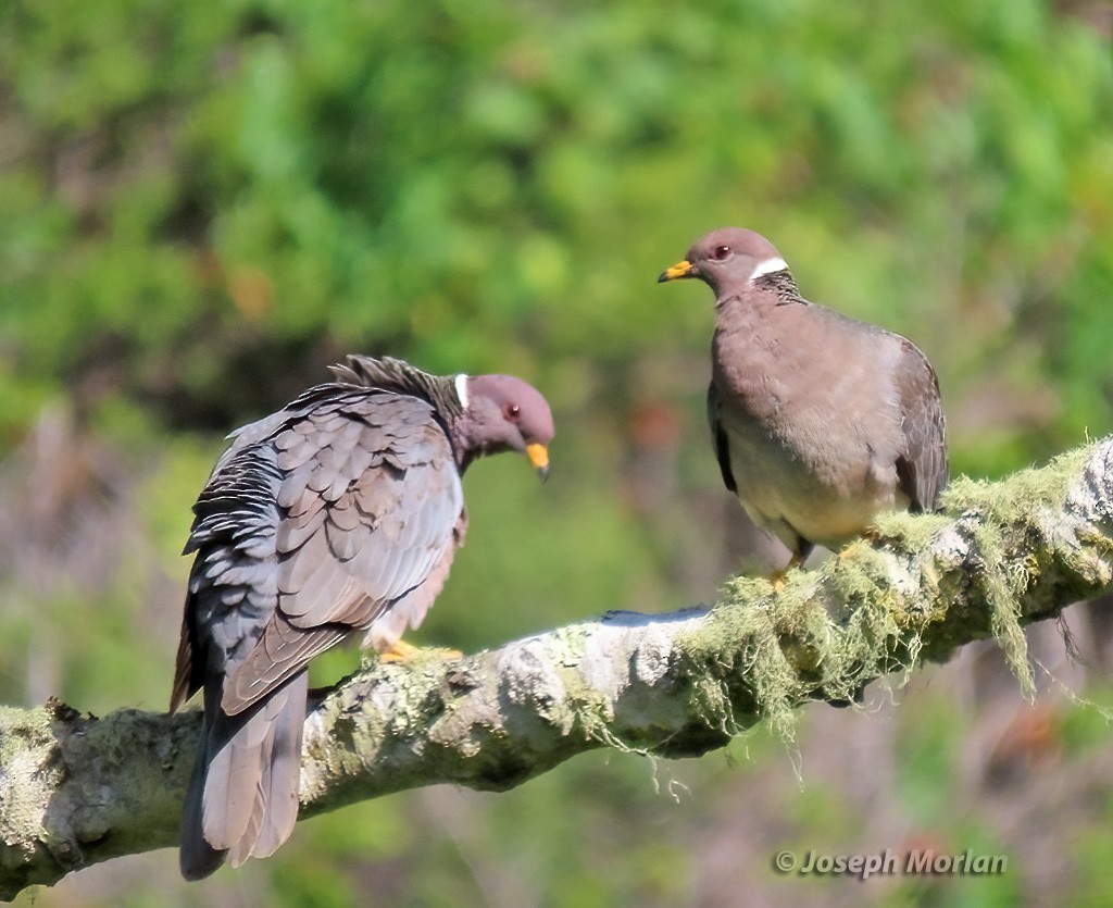 Band-tailed Pigeon - ML619646049