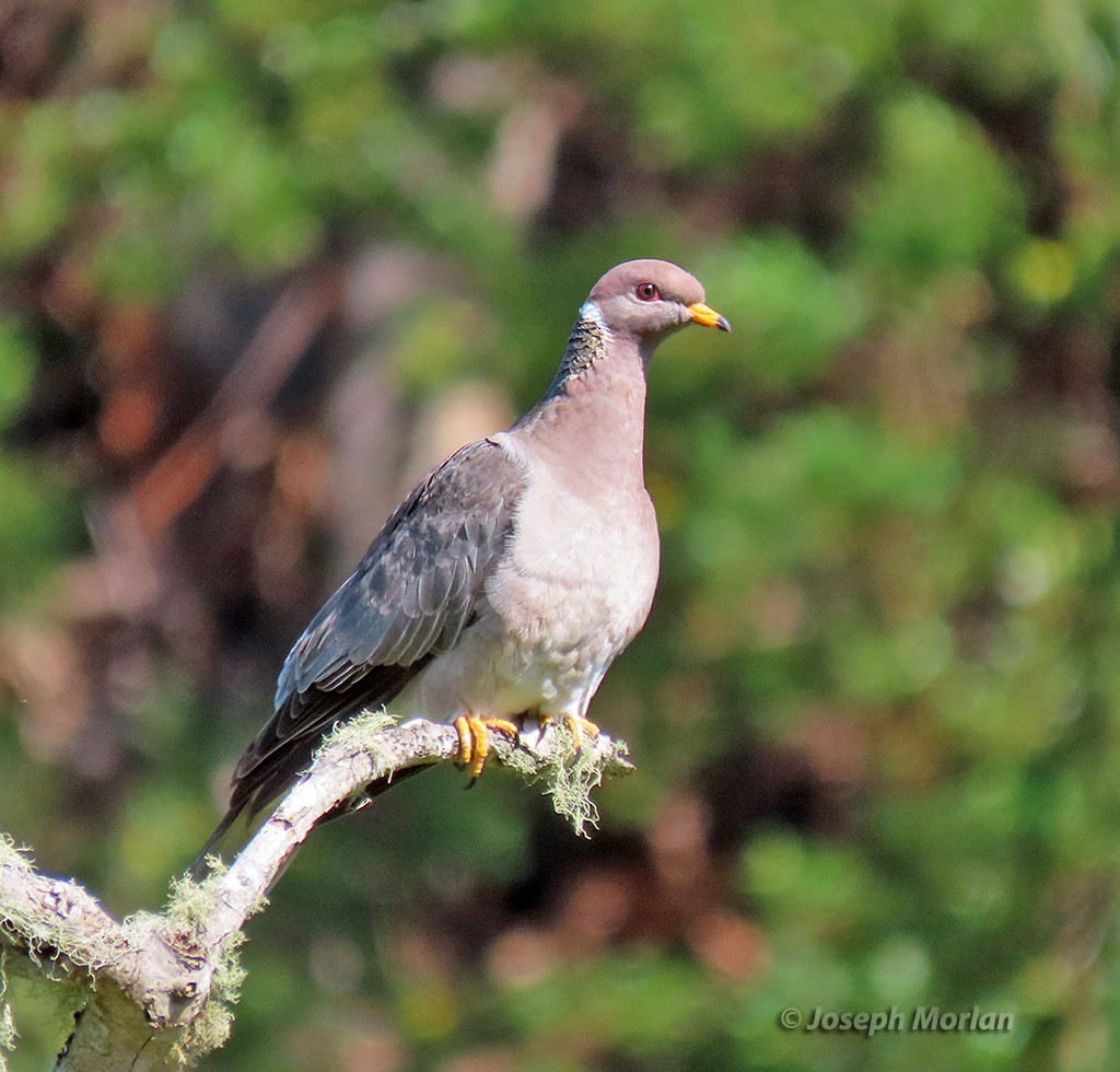 Band-tailed Pigeon - ML619646050