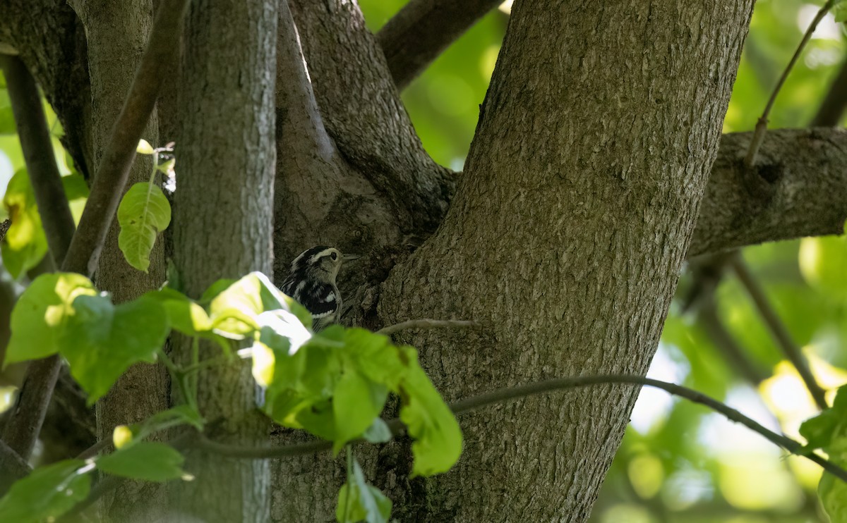 Black-and-white Warbler - ML619646052