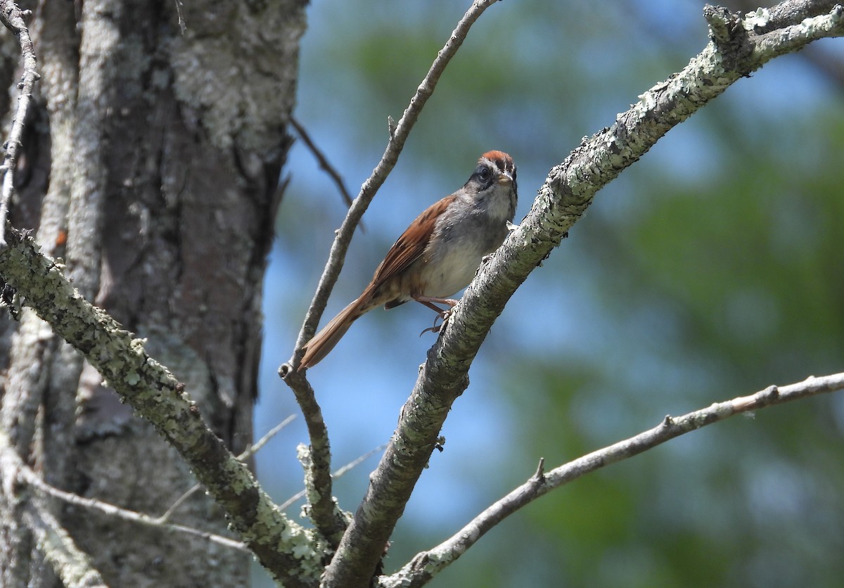 Swamp Sparrow - ML619646061