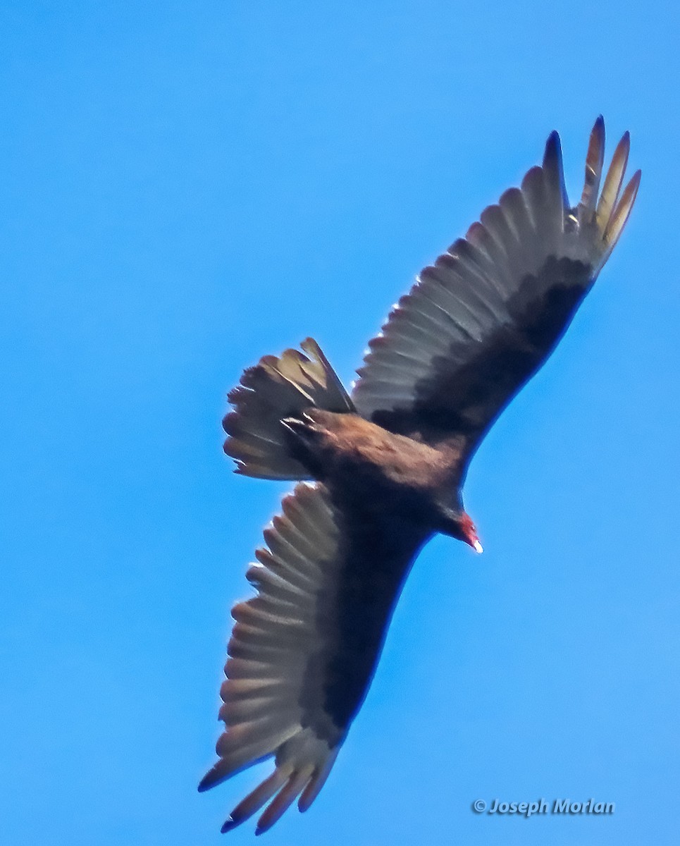 Turkey Vulture - ML619646074