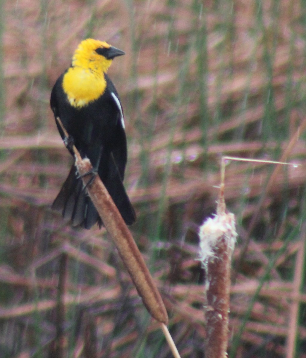 Yellow-headed Blackbird - ML619646087