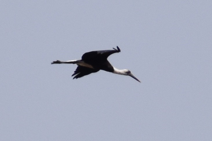 African Woolly-necked Stork - ML619646100