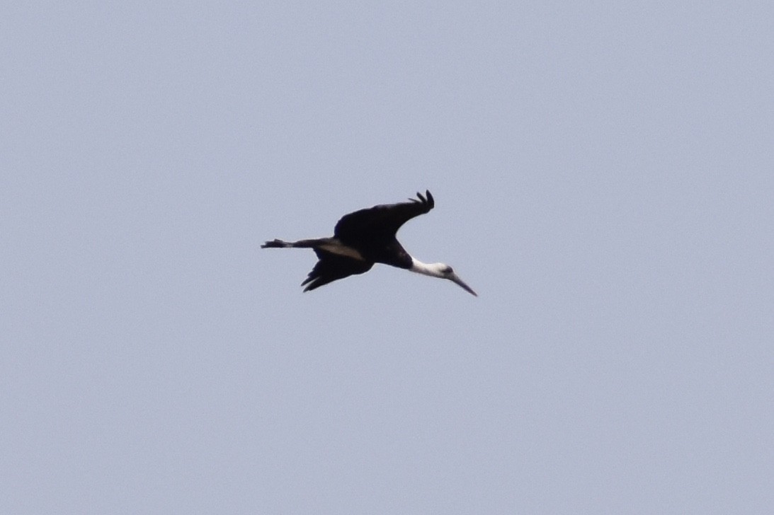 African Woolly-necked Stork - ML619646101