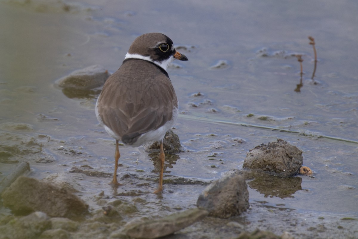 Semipalmated Plover - ML619646179