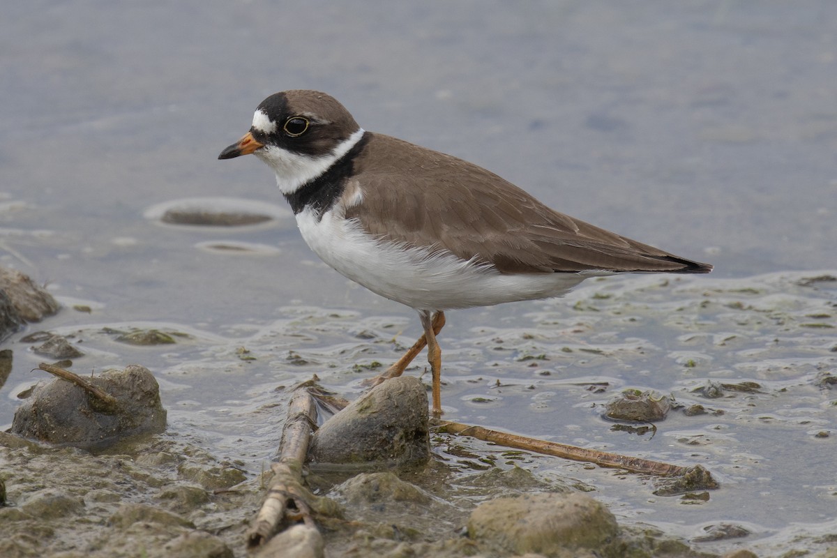 Semipalmated Plover - ML619646180