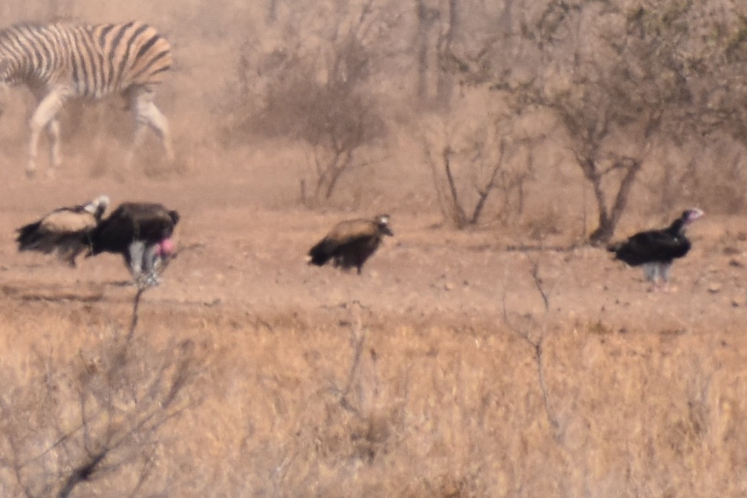Lappet-faced Vulture - ML619646197