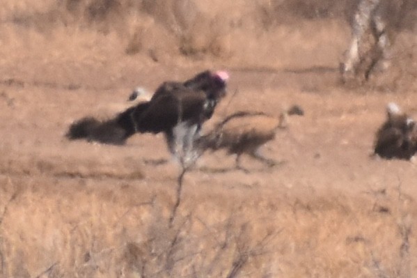 Lappet-faced Vulture - ML619646198