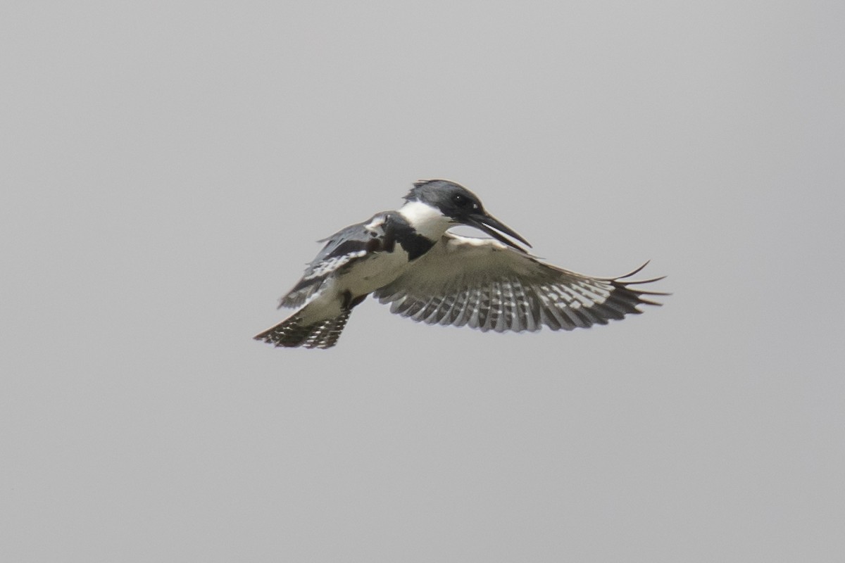 Belted Kingfisher - ML619646225