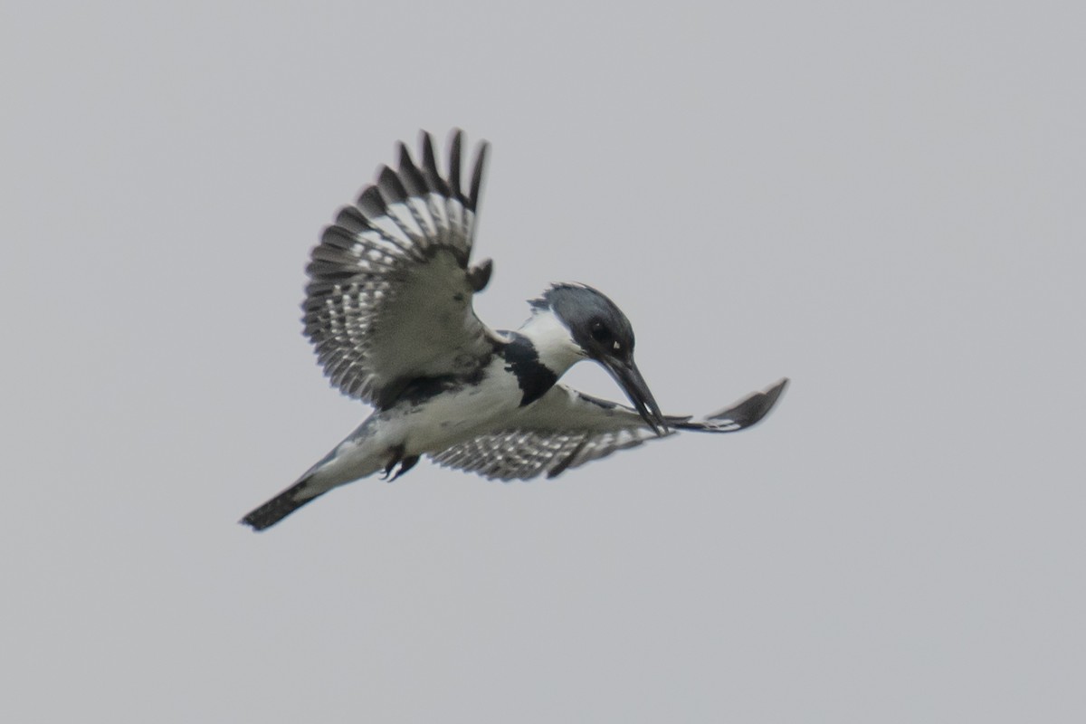 Belted Kingfisher - ML619646226