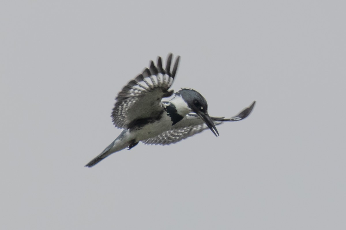 Belted Kingfisher - ML619646227
