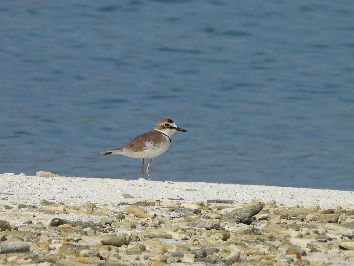 Collared Plover - ML619646256