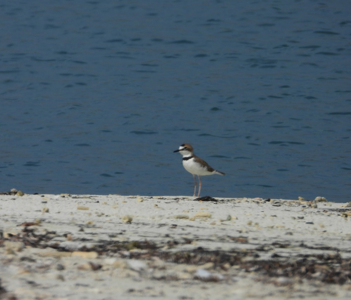 Collared Plover - ML619646257