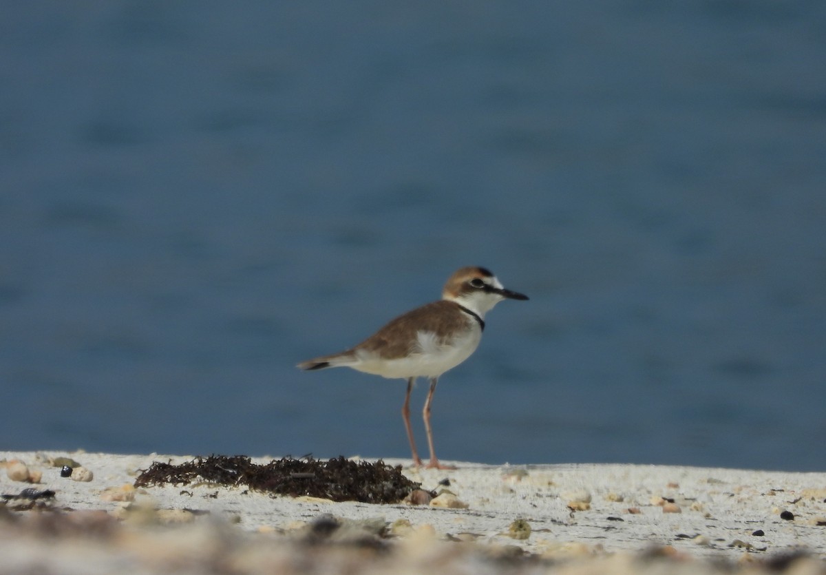 Collared Plover - ML619646258