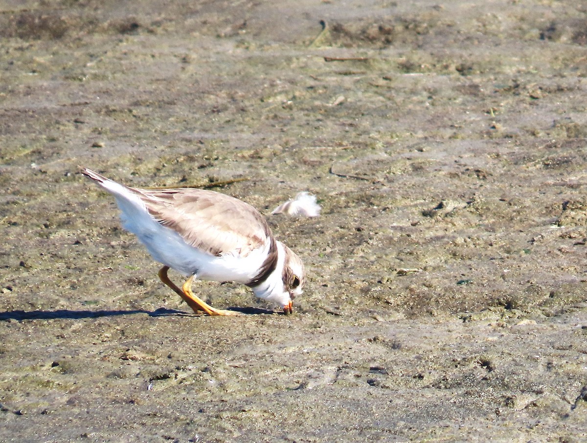 Semipalmated Plover - ML619646259