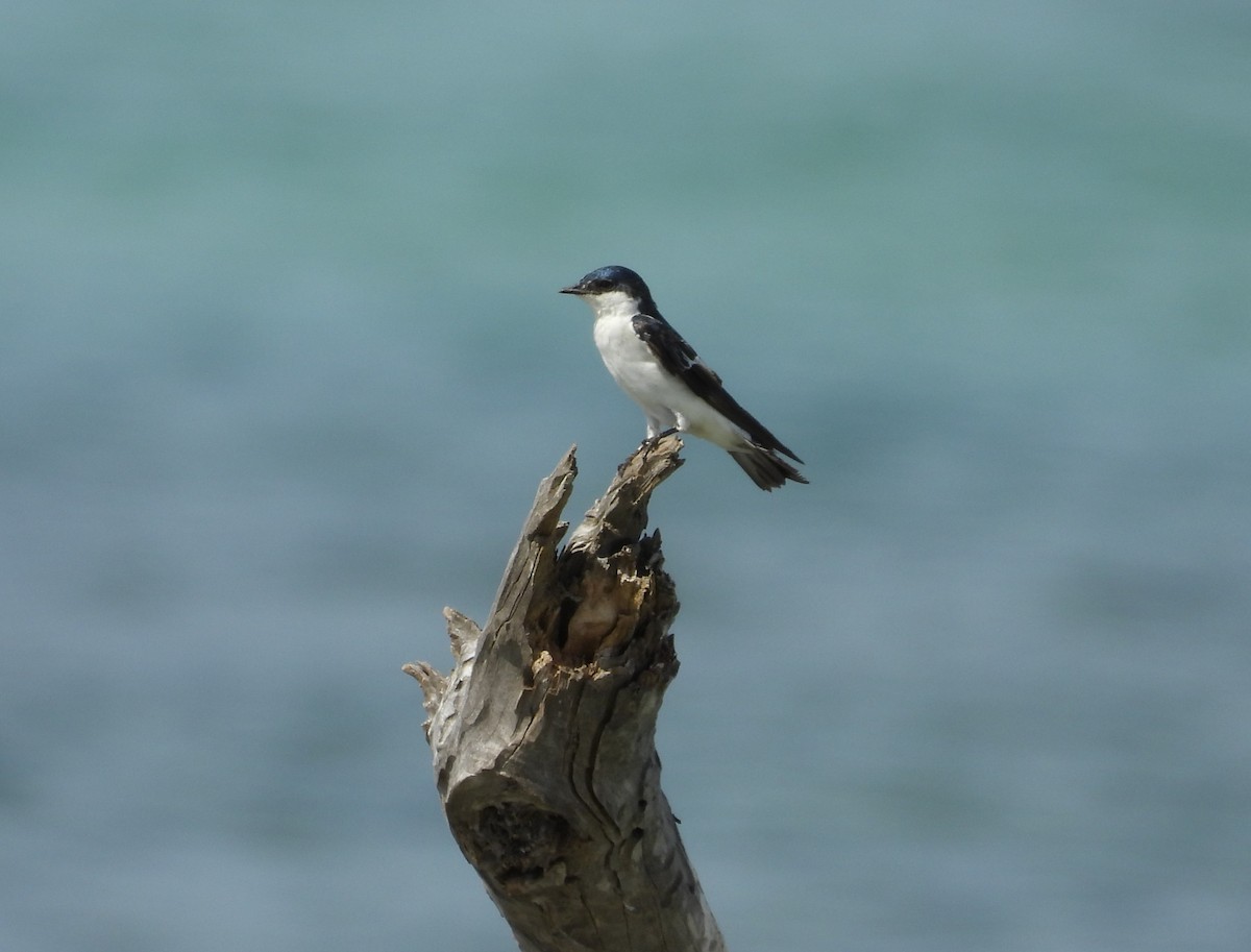 White-winged Swallow - ML619646282
