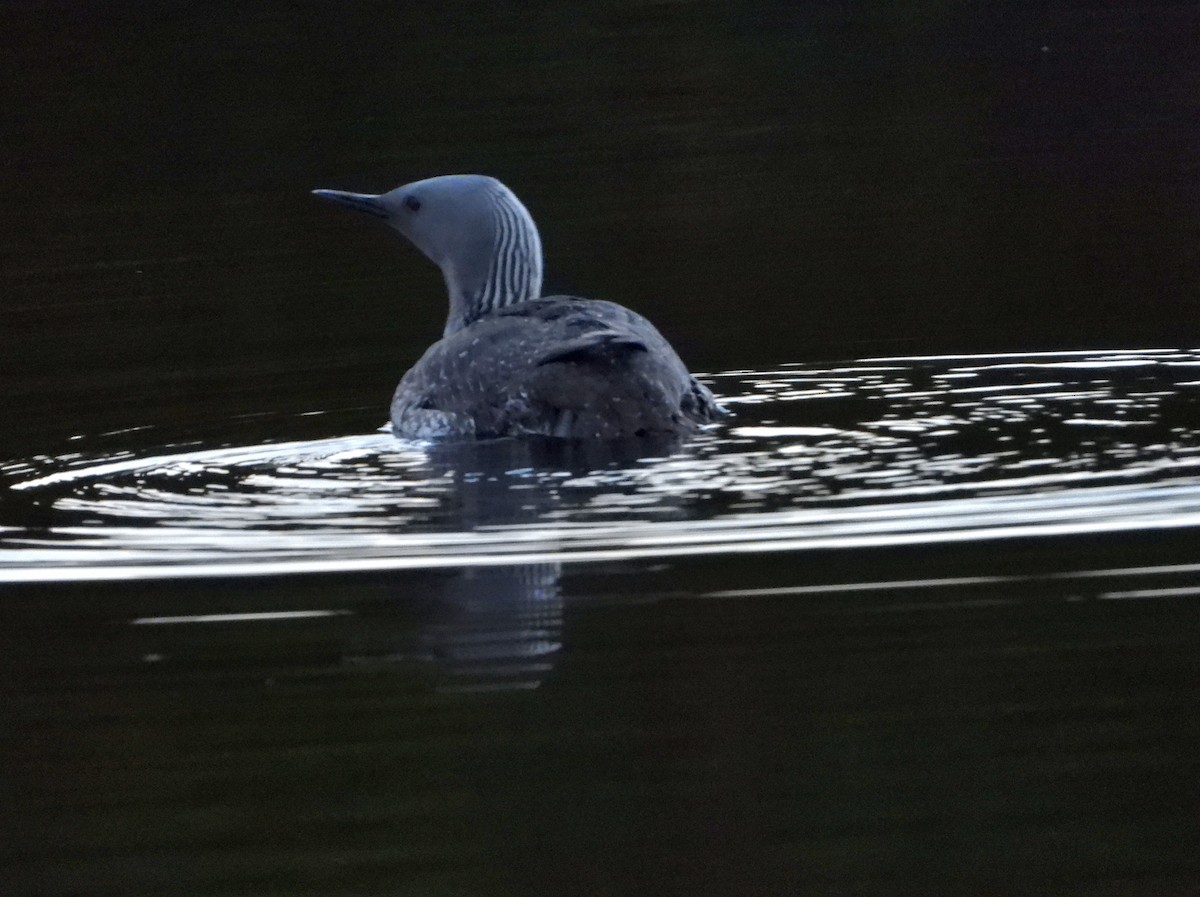 Red-throated Loon - ML619646363