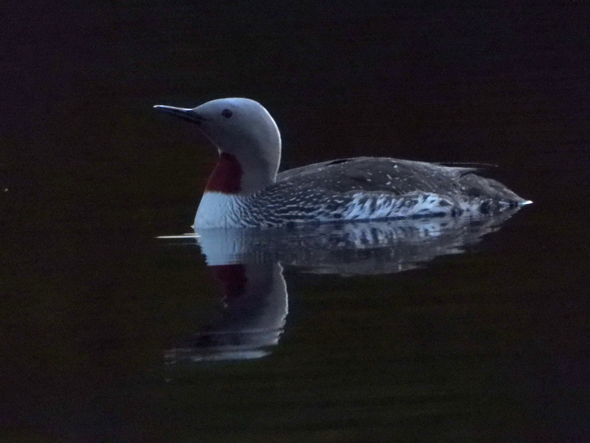 Red-throated Loon - ML619646364