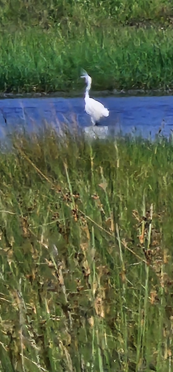 Snowy Egret - ML619646372