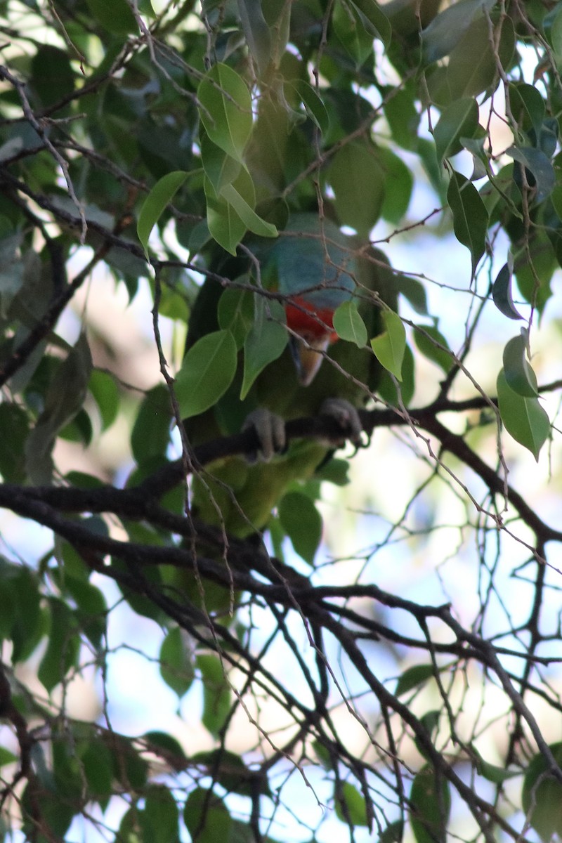 Red-lored Parrot - ML619646384