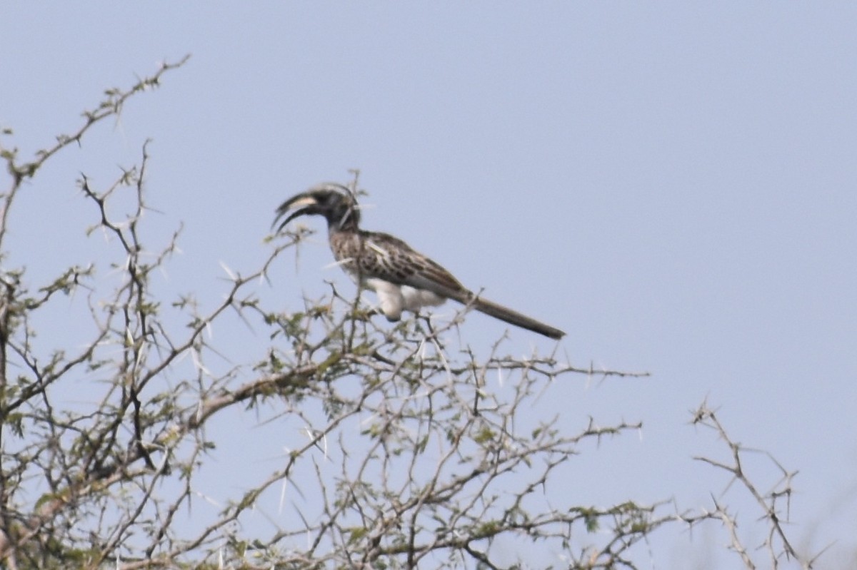 African Gray Hornbill - ML619646419