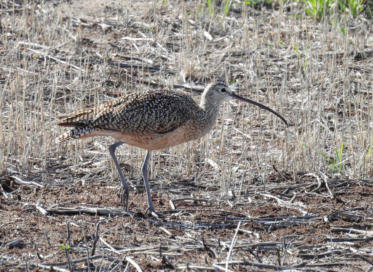 Long-billed Curlew - ML619646429