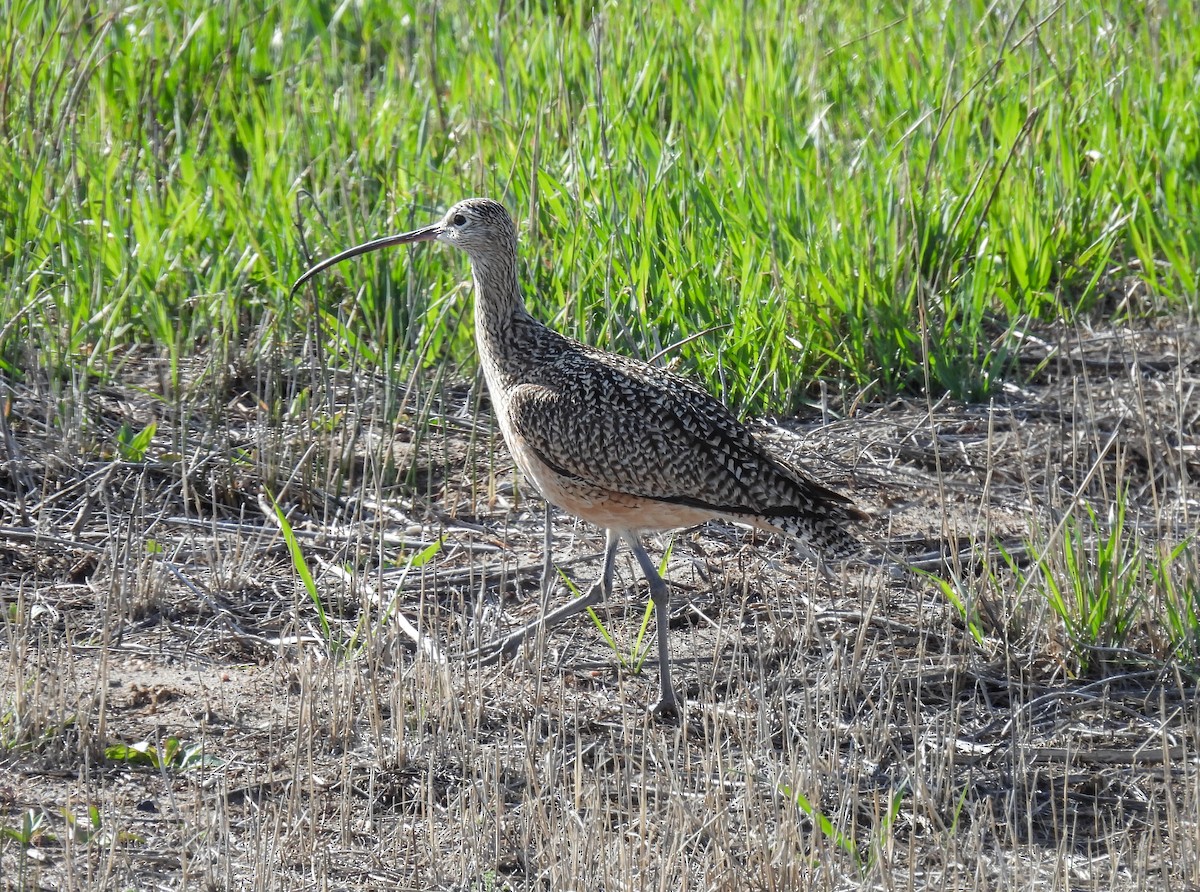 Long-billed Curlew - ML619646430