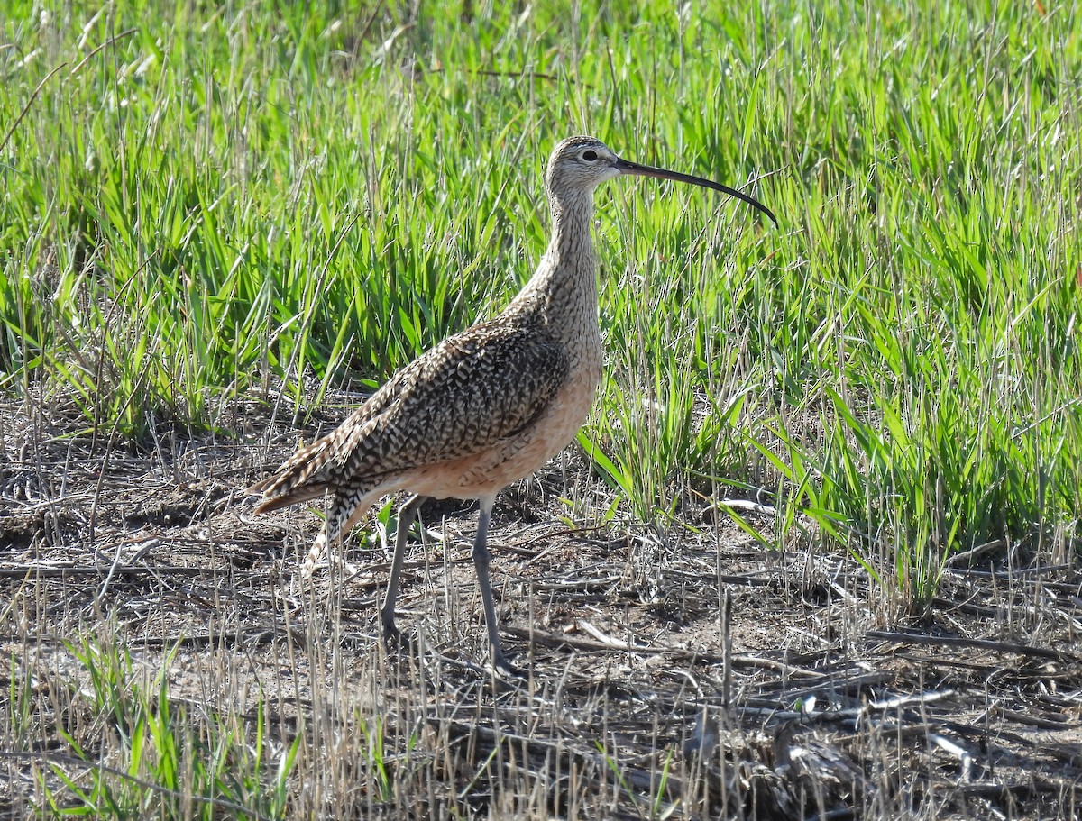 Long-billed Curlew - ML619646431