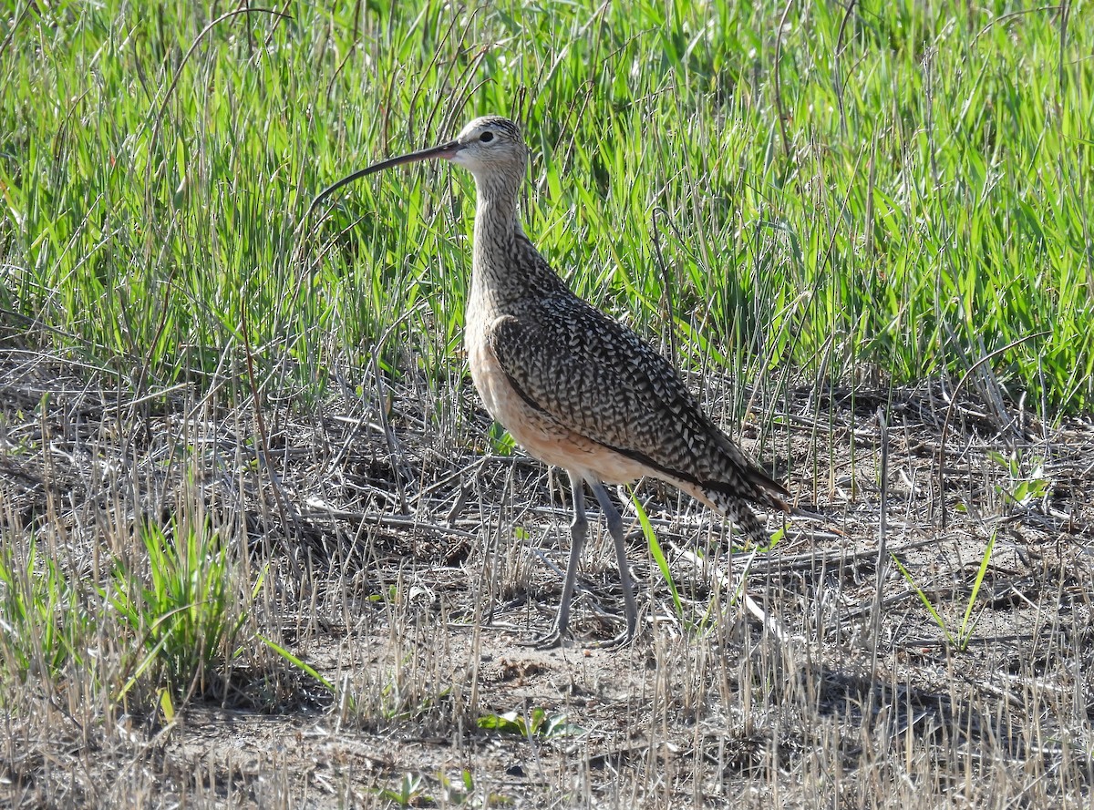 Long-billed Curlew - ML619646432