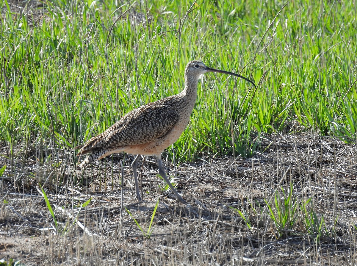 Long-billed Curlew - ML619646433
