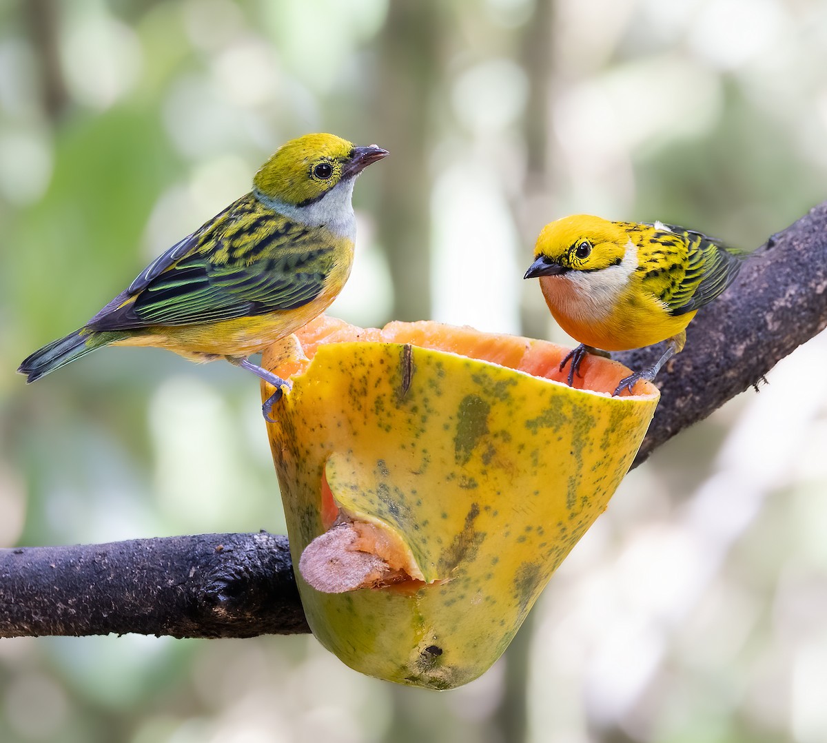 Silver-throated Tanager - ML619646448