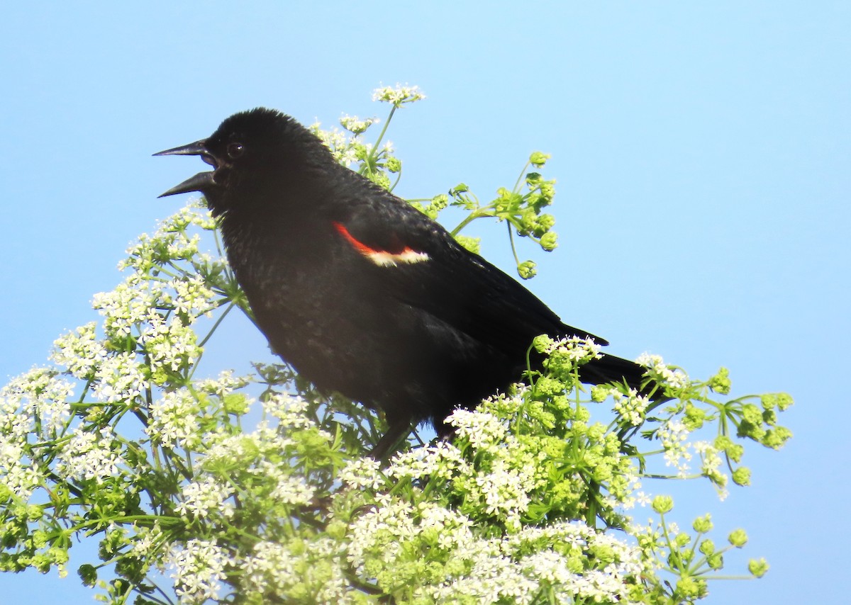 Red-winged Blackbird - ML619646472