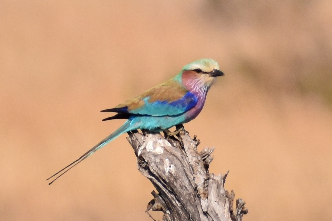 Lilac-breasted Roller - ML619646489