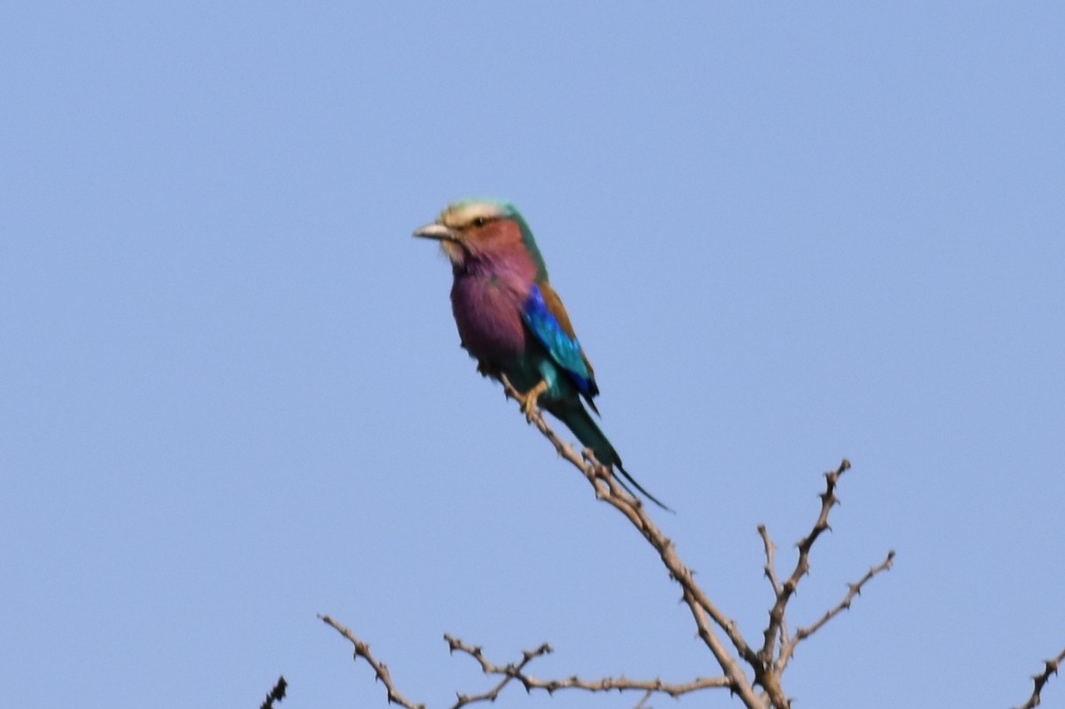 Lilac-breasted Roller - ML619646490