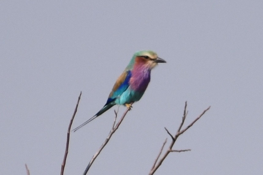 Lilac-breasted Roller - ML619646491