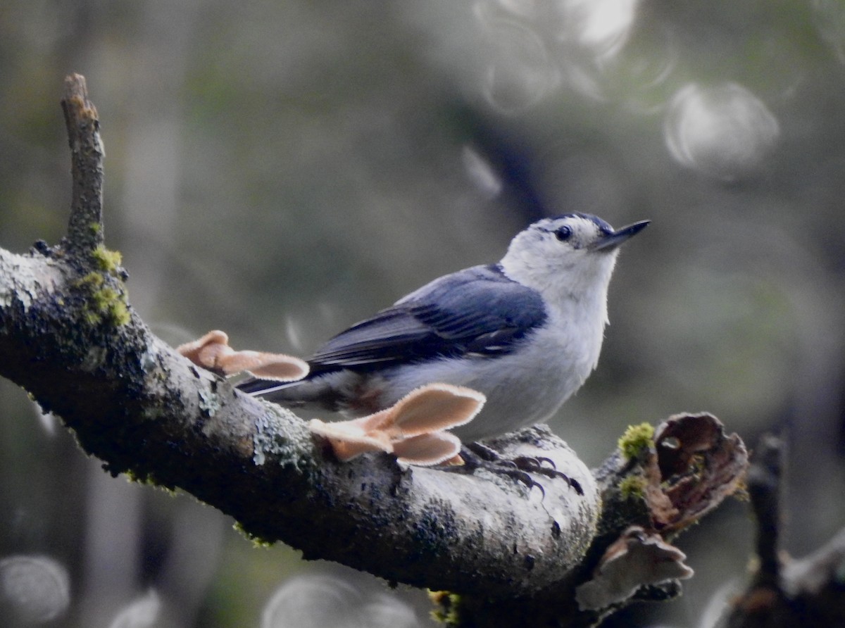 White-breasted Nuthatch - ML619646524