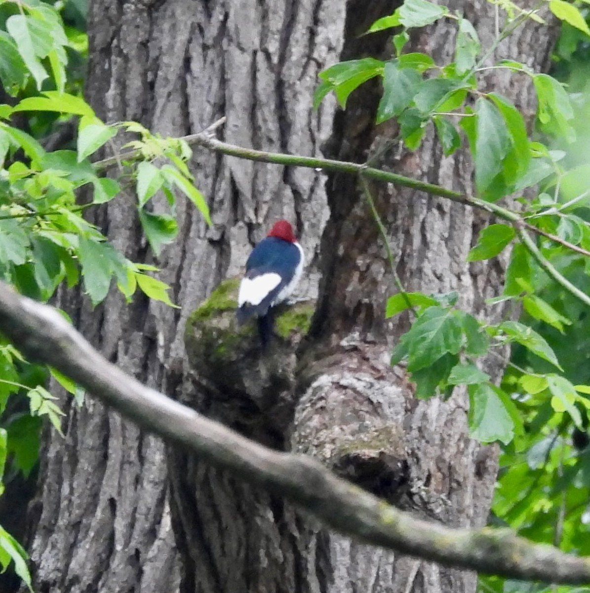 Red-headed Woodpecker - ML619646541